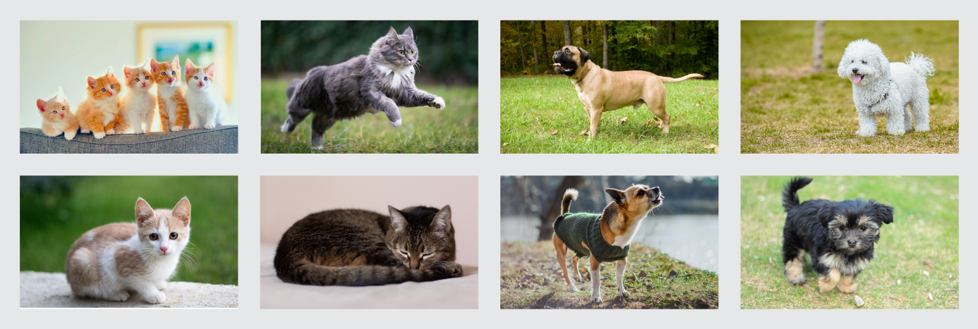 8 pictures. 4 containing a dog. 3 containing a cat.
And 1 containing 5 Kittens.