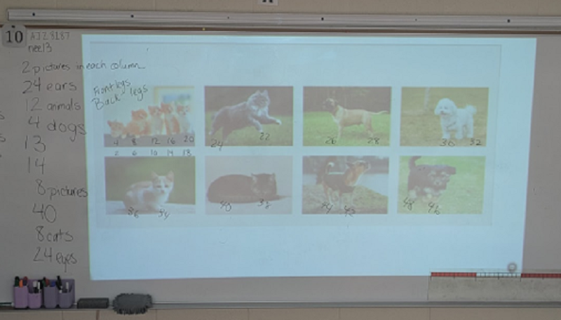3rd grade classroom with pictures of cats and dogs projected on whiteboard
